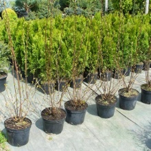 Пузыреплодник калинолистный Диаболо v10 100-120 Ul 