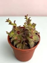 Крассула Эксилис Пиктурата d7 h8 