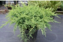 Можжевельник средний Пфитцериана Компакта v2 Tim по цене  Можжевельник средний Пфитцериана Компакта v2 Tim