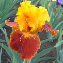 Корневище НВМ Ирис Германский Олл Зет Джаз (I) 1шт 