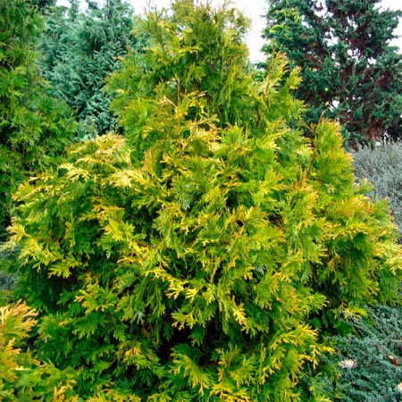 Растение туевик долотовидный Аурея C3, 20-40 Bor 