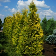 Растение туя западная Malonyana Aurea P9 UL по цене  Растение туя западная Malonyana Aurea P9 UL