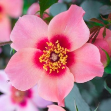 Роза корнесобственная Фор ёр Айз Онли v5 Tim 