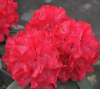 Рододендрон гибридный Владислав Ягелло c5 