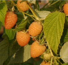 Я_Малина ремонтантная Оранжевое чудо, желтая Р9 Tim-FT 