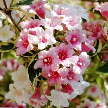 Вейгела Нана Варигата c2 h30-40 