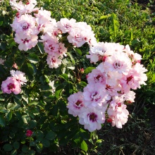 Роза корнесобственная шраб Ангел Айз v5 Tim 