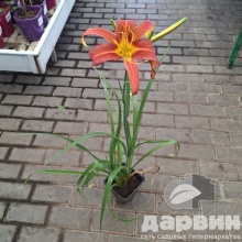 Лилейник Пинк Чарм v2 Tim 