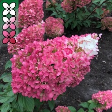 Гортензия метельчатая Строберри Блоссом v3 ЦО 