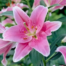 Лилия восточная Сорбонна d10 Tim 