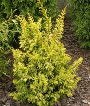 Кипарисовик тупой Тетрагона Аурея v2 Lav 