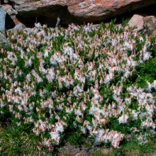 Ива короткозубчатая Н5-10 Д10-20 С2 Tum 