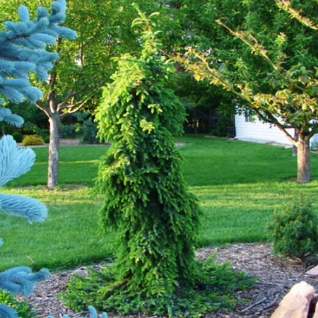 Растение ель сербская Пендула 225-250см 