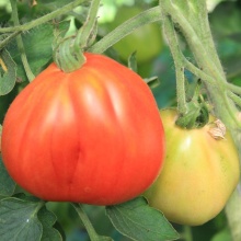 Семена томат Сто пудов 20 шт Аэлита 