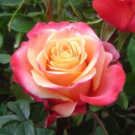Роза чайно-гибридная 3 Д v5 Lav 