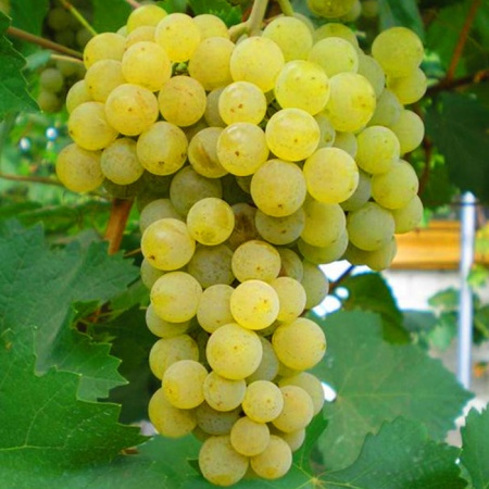 Виноград плодовый Цитронный Магарача, желтый v5 Tim 