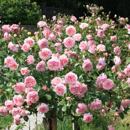 Роза английская ABRAHAM DARBY Р25, Tim 