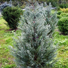 Растение можжевельник скальный Блю хевен C3, 40-60 Bor по цене  Растение можжевельник скальный Блю хевен C3, 40-60 Bor