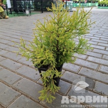 Туя западная Рейнголд v2 Lav по цене  Туя западная Рейнголд v2 Lav