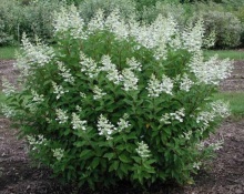 Гортензия метельчатая Тардива С2/С3 ЦО 