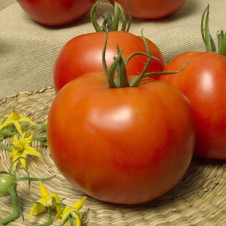 Семена томат Эффект, Поиск 