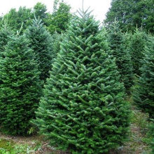 Пихта Фразера С3, 50-60см BL по цене  Пихта Фразера С3, 50-60см BL