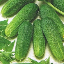 Семена Огурец партенокарпический Кузя F1 10шт Аэлита 