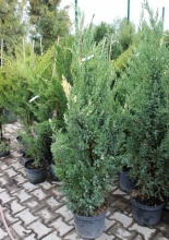 Растение можжевельник китайский Вариегата C12, 100-120 Bor по цене  Растение можжевельник китайский Вариегата C12, 100-120 Bor
