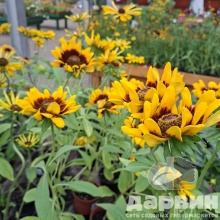 Рудбекия v1,5 Push 