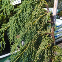 Кипарисовик нутканский Пендула v5 50-60 