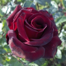 Роза чайно-гибридная Шварце Мадонна с5, Tim 