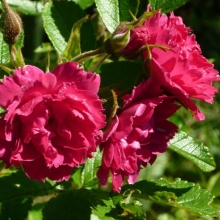 Роза парковая Ф. Дж. Гротендорст с5, Tim 