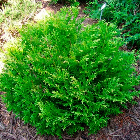 Растение туевик долотовидный C25, 120-140 Bor 