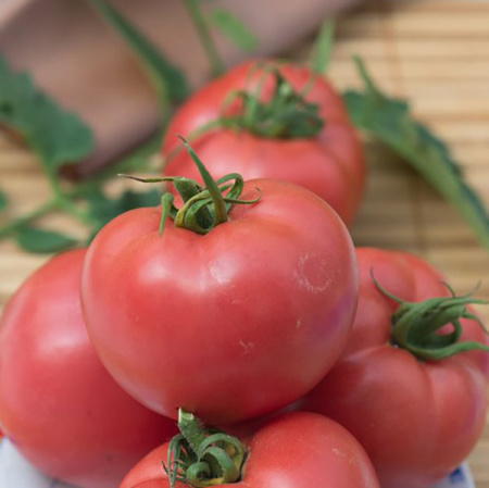Семена томат Розанна F1, Поиск 