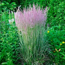 Вейник остроцветковый Овердам C15-20 Tum 