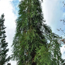 Секвойядендрон гигантский Бараб реквием v5 h50-60 Mt 