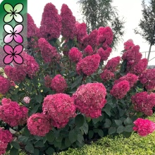 Гортензия метельчатая Самарская Лидия v5 Tim 