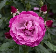 Роза полиантовая Блю Иден v5-10 Tim - Fr 