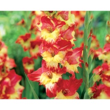 Луковица НВМ Гладиолус Соната 10/12 10шт 