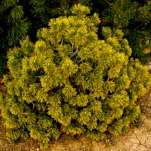 Растение сосна горная Голд Стар 30-40 cm cont. 7,5L Mt по цене  Растение сосна горная Голд Стар 30-40 cm cont. 7,5L Mt