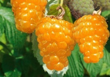 Малина Желтый Гигант желт. в коробке ЦО 