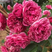 Роза корнесобственная шраб Морден Руби v5 Tim 