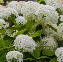 Гортензия древовидная Аннабель v7,5 30-40 YP 