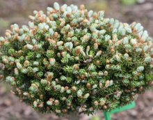 Пихта корейская Кристалкугель 20-25 по цене  Пихта корейская Кристалкугель 20-25