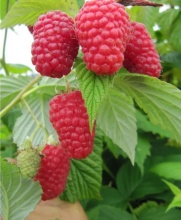 Малина крупноплодная Гусар красн v1 Tim 