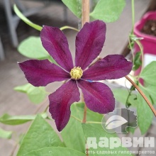 Клематис Уанс Мо v2 Cl 