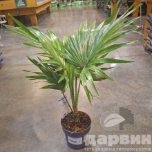 Ливистона Ротундифолия d12 h35 