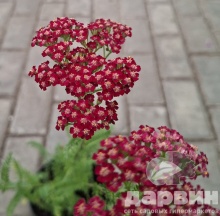 Тысячелистник v1,5 Push 