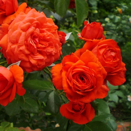 Роза плетистая Салита v5 Lav 
