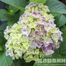 Гортензия крупнолистная Нью Тиволи Блю v5 Tim 